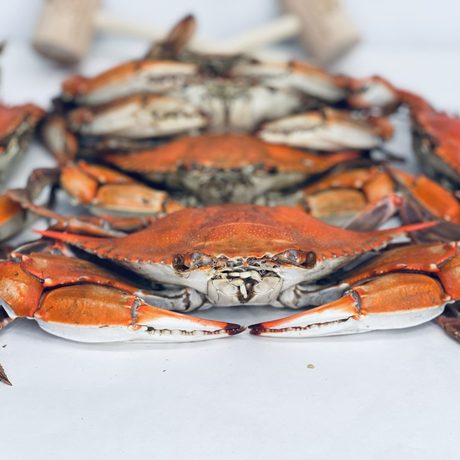 Crab Dynasty Jumbo male crabs