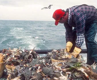 Crabs that arrive alive or steamed